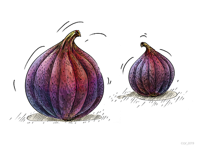 Two figs_illustration for Veggo brand adobe photoshop color digital drawing figs graphic hand drawing illustration mixed drawing technique nature veggo