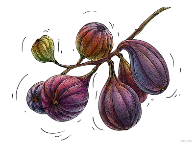 Figs_illustration for Veggo brand adobe photoshop digital drawing figs food illustration graphic hand drawing illustration nature wacom intuos