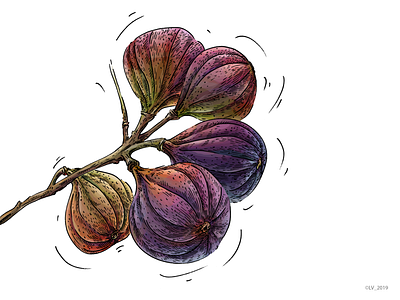 Figs_Illustration for Veggo brand adobe photoshop digital drawing food illustration graphic hand drawing illustration mixed drawign technique nature