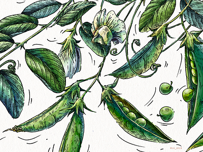 Green peas adobe photoshop character design digital drawing food illustration graphic hand drawing illustration ink nature wacom intuos