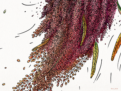 Quinoa (a detail) adobe photoshop character design digital drawing graphic hand drawing illustration ink nature quinoa wacom intuos