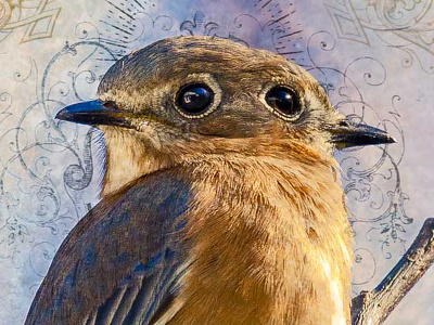 Blue Bird Tarot Card bird blue card tarot