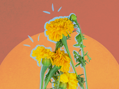 Flower pop series 1 colorful design illustration photography plants pop vector