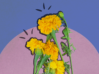 Flower pop series 2 colorful illustration photography plants pop vector