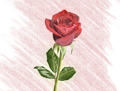 With Love - Procreate Sketch art drawing flower illustration sketch valentines