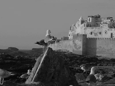 Essaouira Typo birds colors essaouira holidays les oiseaux typo