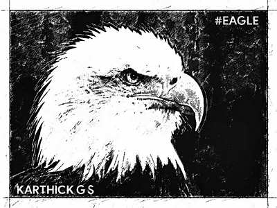 Eagle Illustration eagle illustration karthick studios pencil sketch