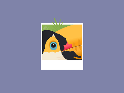 Toucan colors dribbble free illustration illustrator polaroid purple summer trajlov tucan vector