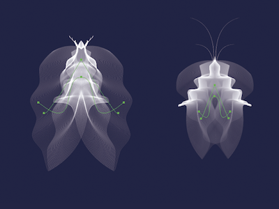 Skordýr adobe blend bugs djupursjor illustrator insects lines newproject skordyr tool trajlov work