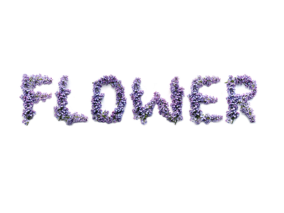 Everyday Typography 5 experimental flowers typography violet