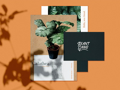 PLANTGANG - personal branding project for a plant shop branding branding and identity card card design graphic design green house plants illustration katycreates leaves logo nature plant illustration plant shop planting plants procreate