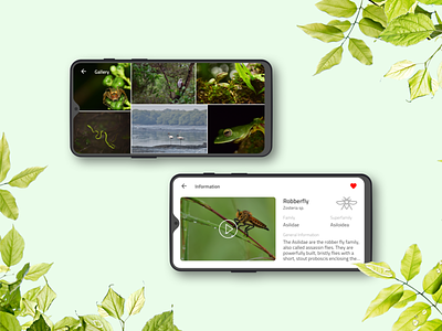 Animal Encyclopedia App User Interface animal animal app animal encyclopedia app concept app design discovery dribbble best shot encyclopedia gallery info page infodesign mobile interface nature oneplus 6t ui user inteface ux video app video art wwa