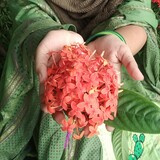 Hafsa Patwary Anni