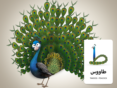Adventures Of Zee Arabic Flash Cards - Peacock arabic arabic typography character design childrens book flashcards illustration