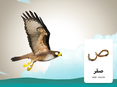 Adventures Of Zee Arabic Flash Cards - Falcon arabic arabic typography character design children book illustration childrens book flashcards illustration print design
