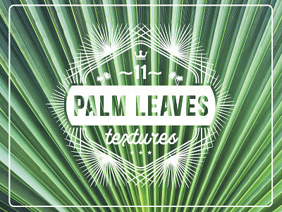 11 Palm Leaves Textures backdrop backdrops background backgrounds banana beautiful beauty branch brunch exotic flora leaf leaves outdoor palm paradise texture tree tropic tropical