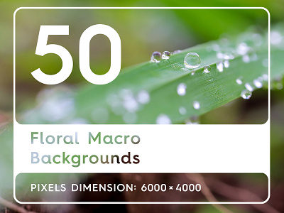 50 Floral Macro Backgrounds background beautiful beauty botany dew dewdrops drop drops flora floral backgrounds floral macro backgrounds floral macro pattern floral macro surfaces floral macro textures floral pattern floral surfaces floral textures green leaf summer