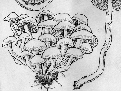 Shrooms illustration line mushrooms nature organic outline pen shrooms sketch