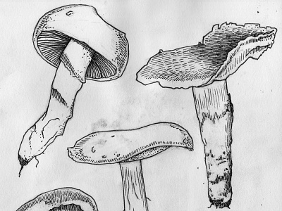 Shrooms illustration line mushrooms nature organic outline pen shrooms sketch