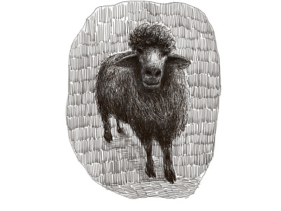 Cute sheep black cute illustration line pencil sheep white