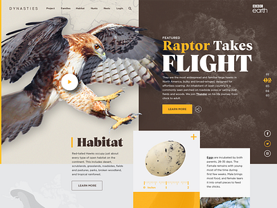 BBC Earth: Hawk brandmark concept design digital identity layout logo responsive ui website