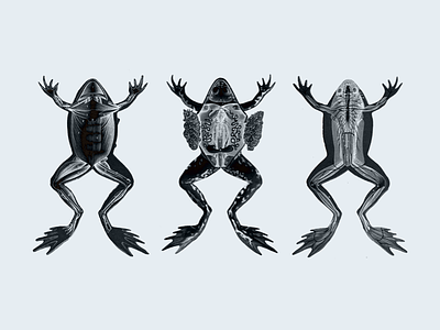 Unadvised Frogs frogs photoshop sketch unadvised