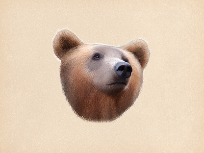 Bear animal bear cut drawing grizzly grizzly bear hair illustration lovely painting pencil sandor