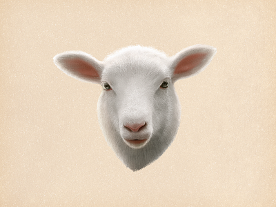 Sheep animal cut drawing goat hair illustration lamb lovely painting pencil sandor sheep