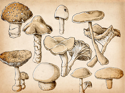 Fungi drawing fungi fungus illustration pencil