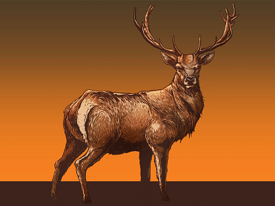 Deer buck deer drawing illustration wildlife