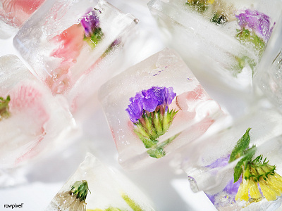 Flowers ice cube cube flower freeze frozen ice nature tropical water