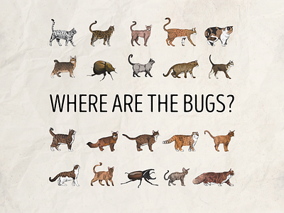 Where are the bugs?