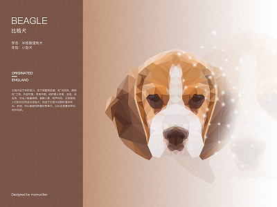 Beagle surface