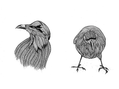 Study on ravens illustration raven