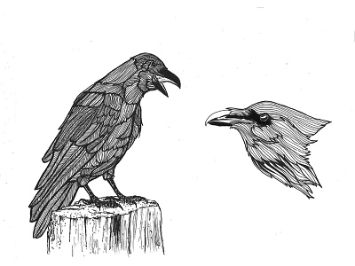Study on ravens illustration raven