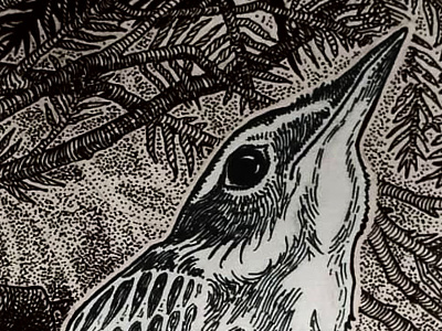 Thrush bird forest illustration thrush