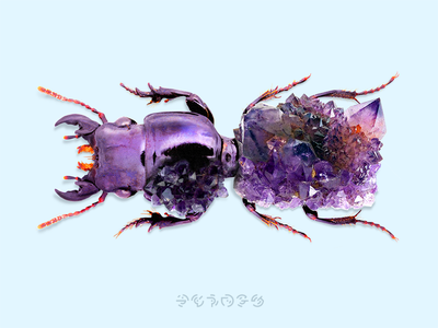 Bugs + Stones