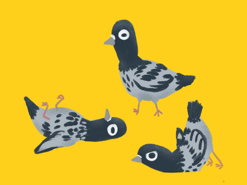 Pid-geons gouache cartoon pidgeon doodle pidgeons procreate