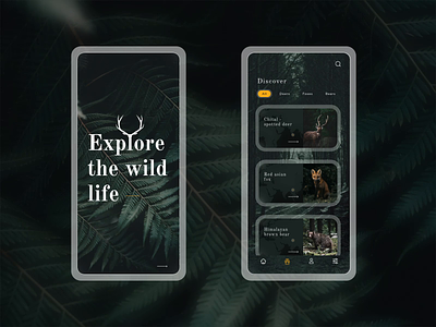 Explore the wild life app concept animation app concept bear creative ui daily ui deer forest life interactions interface animations mobile app motion graphics ui ui design ux wild life