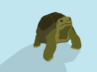 Tortoise animal hand drawn illustration tortoise