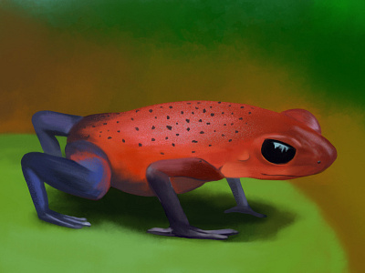 Digital Painting - Rainforest Poison Dart Frog dart frog digital painting frog painting photoshop wacom