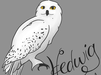 hedwig animal artist cartoon digital art harrypotter hedwig illustration ipad pro ipad pro art owl procreate snowy wizard