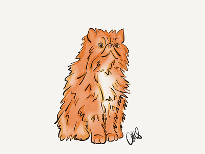 Crookshanks animal cartoon cat digital art hand drawn harrypotter illustration ipad pro ipad pro art kneazle linea sketch wizards