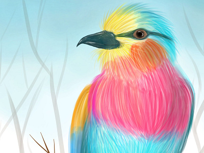 rainbow bird bird dibujo digital art draw illustration ilustration