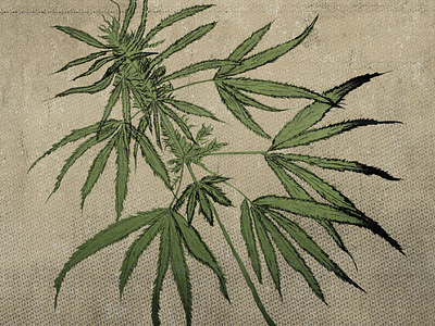 Hand Drawn Cannabis Plant Illustrations