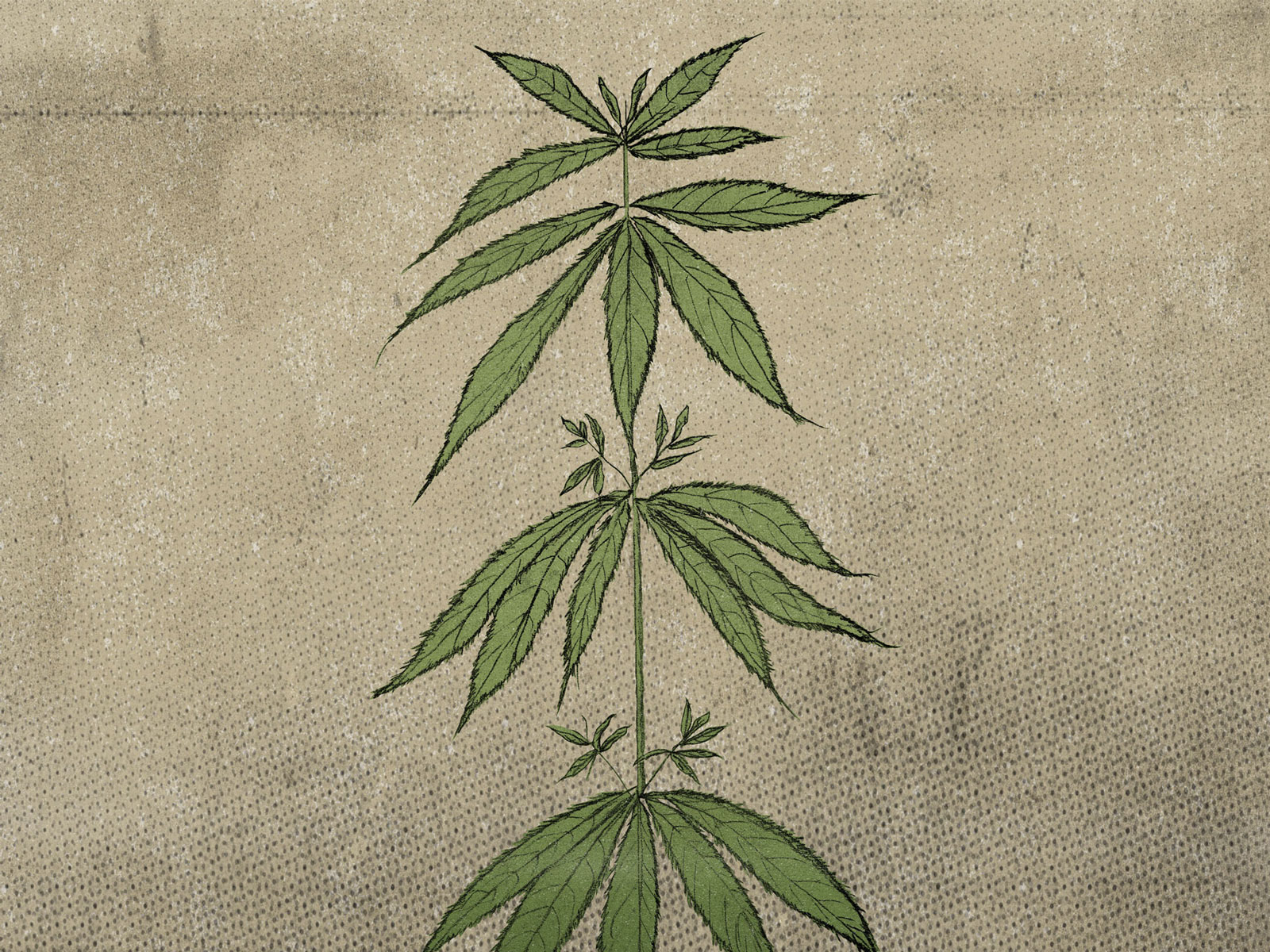 Hand Drawn Cannabis Plant Illustrations by Joshua on Dribbble