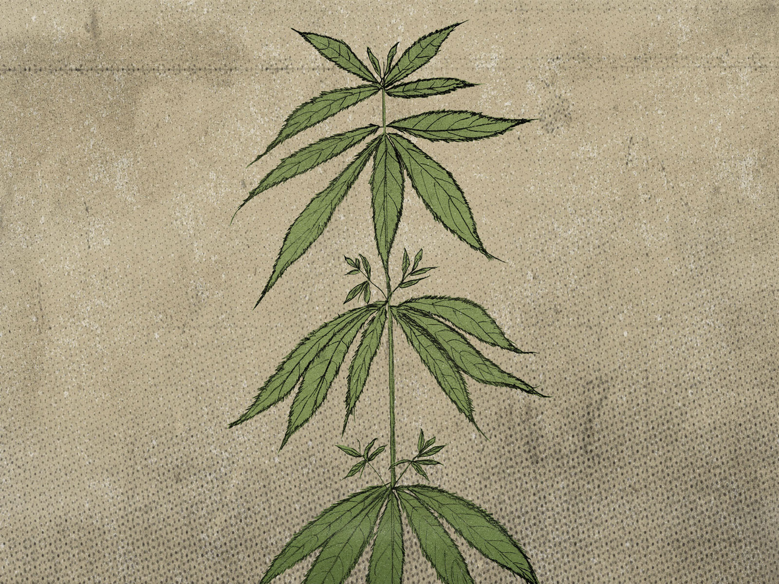Hand Drawn Cannabis Plant Illustrations by Joshua Connelly on Dribbble