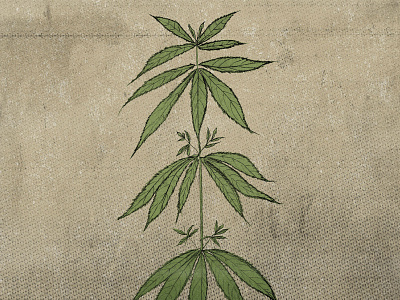 Hand Drawn Cannabis Plant Illustrations