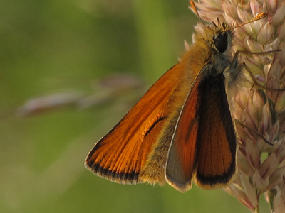 Butterfly On Grass