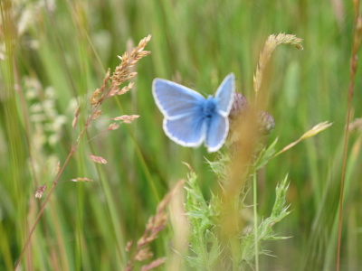 Lycaenidae Silver Studded Blue Male 5 butterfly grass field
